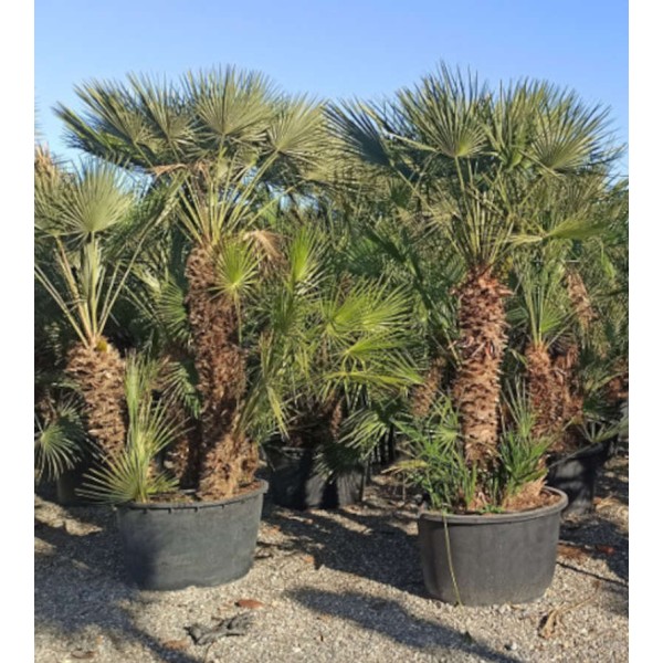 Chamaerops Humilis Palmier Doum Pot De Litres Stipre Total