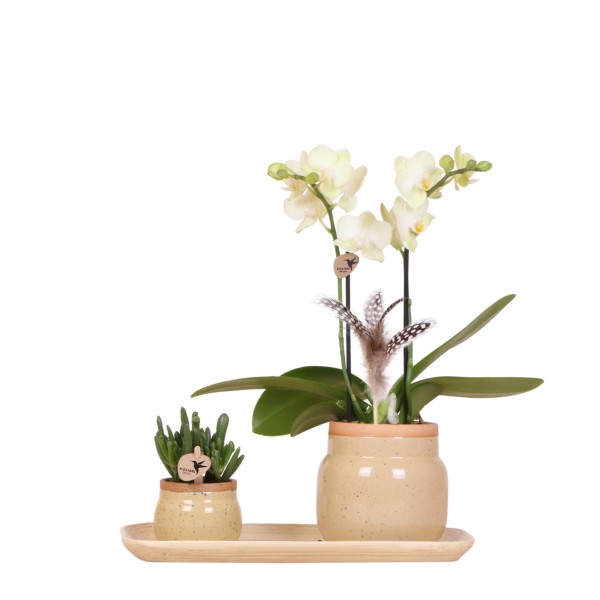 Plantes Vertes Avec Orchid E Phalaenopsis Jaune Dans Des Pots