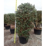 Acca sellowiana (feijoa ou goyave ananas) exemplaire 175/200cm 180L