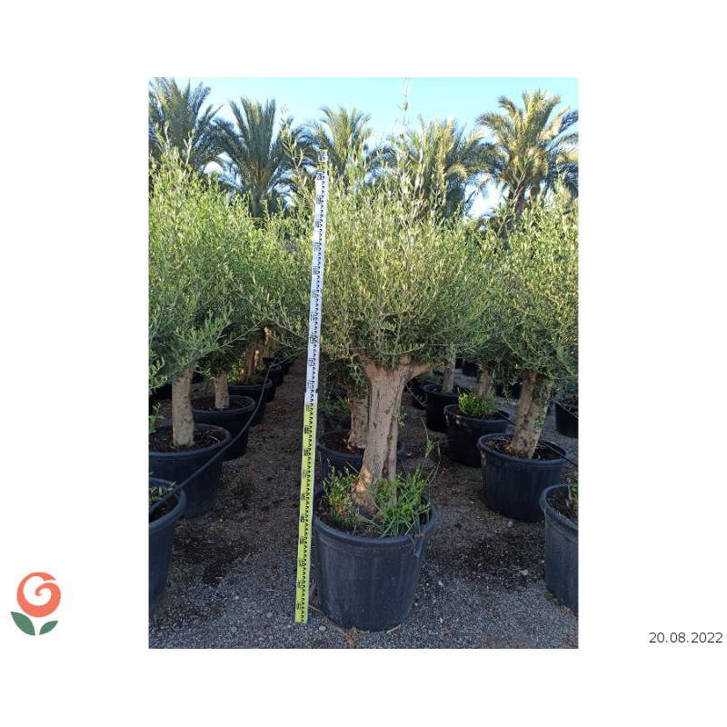 Olea europaea (Oliviers) gros sujets