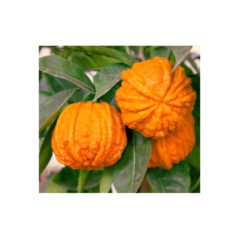 Citrus Corrugato (Hybride entre Orange amère et douce)