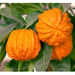 Citrus Corrugato (Hybride entre Orange amère et douce)