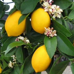 Citrus limon var "Meyer"(citronnier réputé)