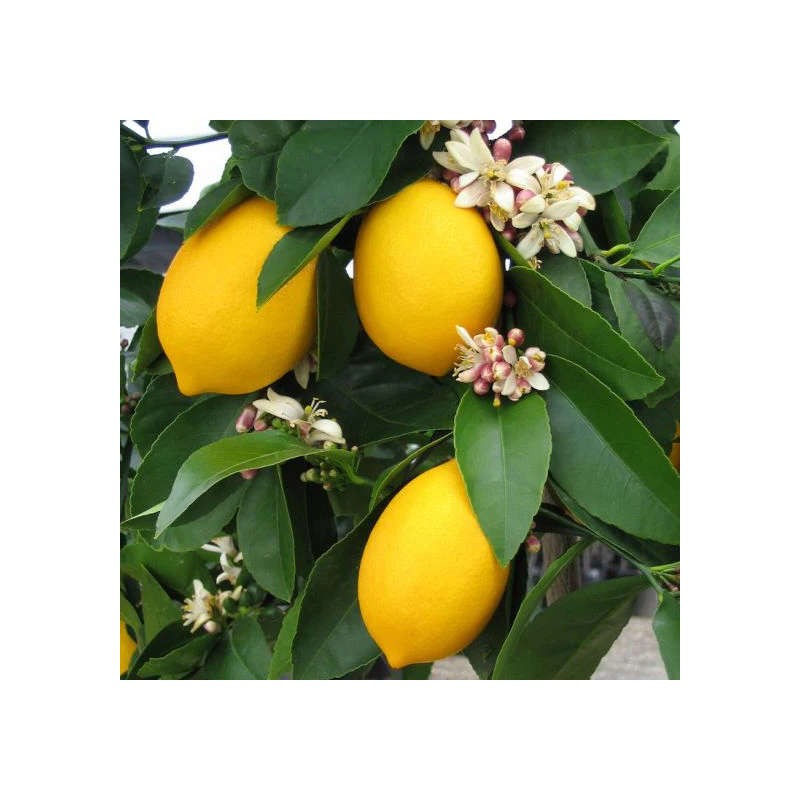 Citrus limon var "Meyer"(citronnier réputé)