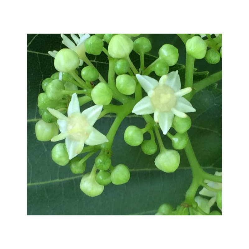 Hovenia dulcis (Raisinier de Chine)