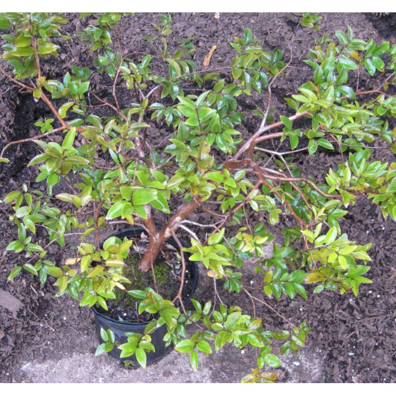 Myrciaria cauliflora (Jaboticaba, Guapuru, Vigne brésilienne)