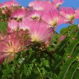 Albizia saman (Arbre à pluie,Albizia saman, Samanea saman, Bois noir d'Haïti, Raintree)