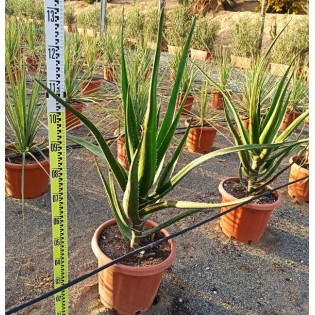 Aloe barberae (Aloe.bainesii)