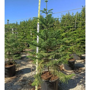 Araucaria hétérophylla (syn. A. excelsa) (Pin de Norfolk, Araucaria de Norfolk)