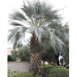 Brahea armata (Palmier bleu du Mexique)