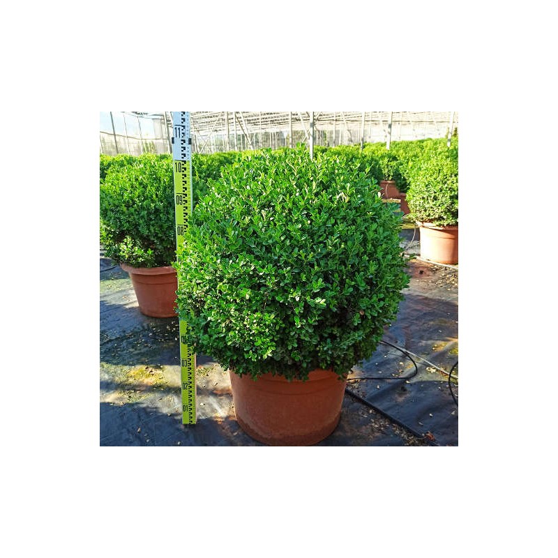 Buxus macrophylla 'Rotundifolia' (Buis commun 'Rotundifolia')