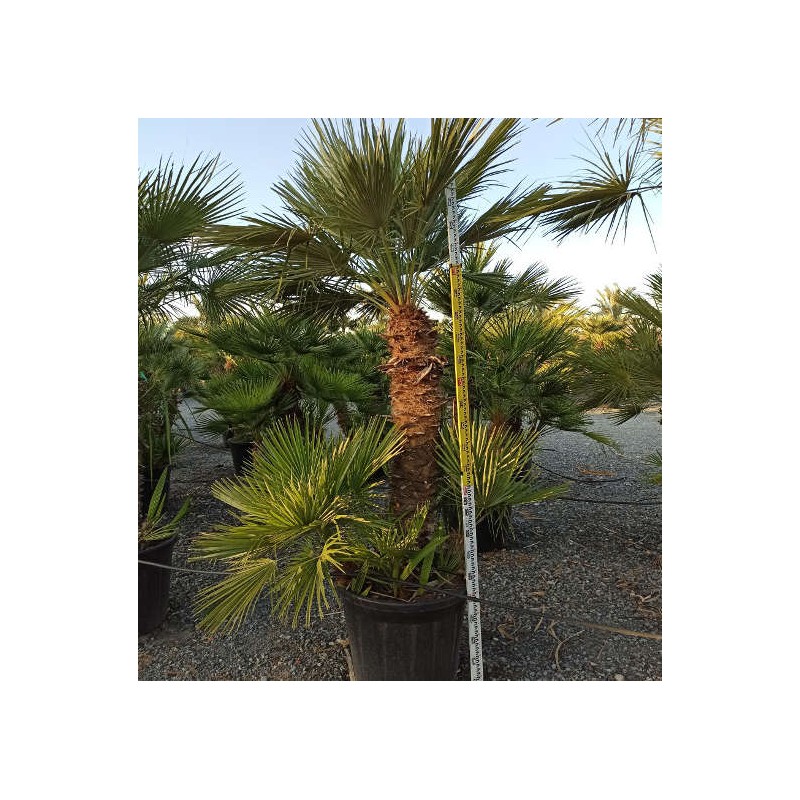 Chamaerops humilis (palmier doum)
