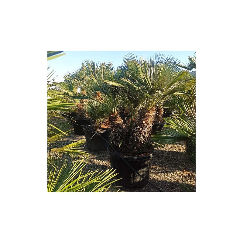 Chamaerops humilis (palmier doum)