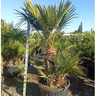 Chamaerops humilis (palmier doum)
