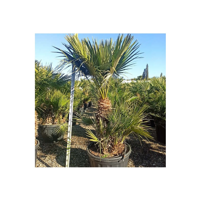Chamaerops humilis (palmier doum)