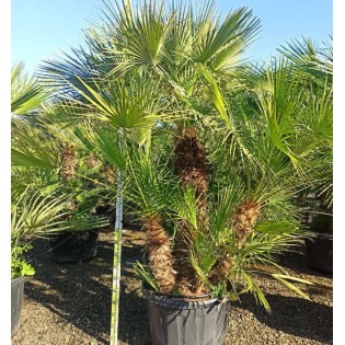 Chamaerops humilis (palmier doum)