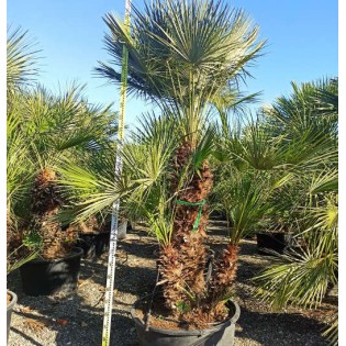 Chamaerops humilis (palmier doum)