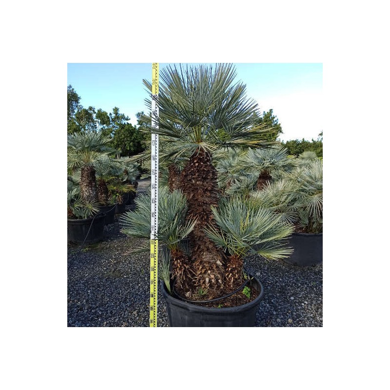 Chamaerops humilis var. cérifera (Palmier doum bleu)
