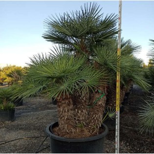 Chamaerops humilis var. cérifera (Palmier doum bleu)