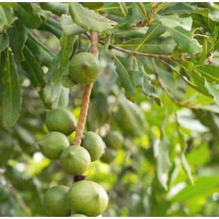 Macadamia intégrifolia (Noix de Macadamia)