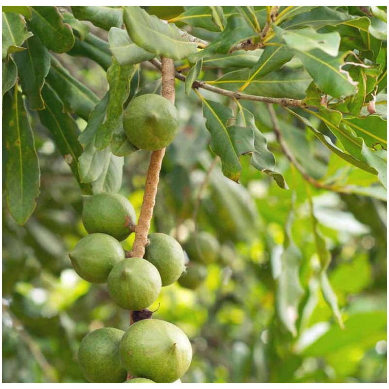 Macadamia integrifolia (Noix de Macadamia)