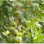 Macadamia integrifolia (Noix de Macadamia)