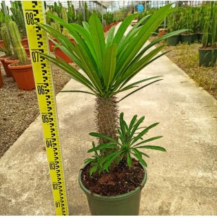 Pachypodium lamerei (Palmier de Madagascar)