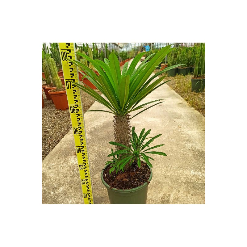 Pachypodium lamerei (Palmier de Madagascar)