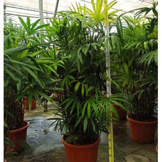 Rhapis excelsa (Palmier bambou )