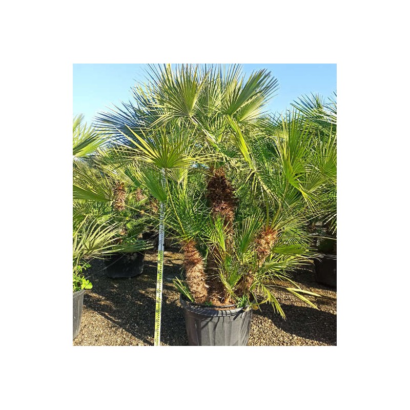 Chamaerops humilis (palmier doum)