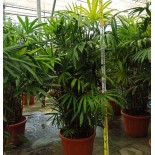 Rhapis excelsa (Palmier bambou)