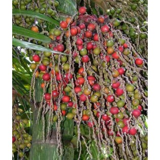 Chambeyronia macrocarpa