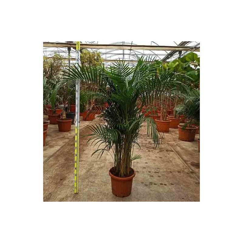 Plante d'intérieur – palmier d'Arec – Hauteur: 130 cm : : Jardin