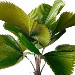 Licuala grandis (Palmier cuillère)