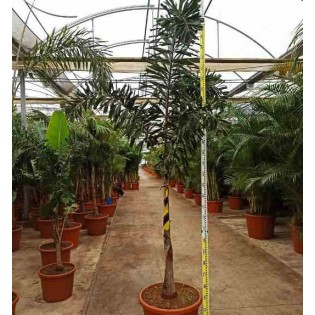 Pachira Aquatica Cacaoyer - Plante d'interieur Vivante au Tronc Tressé en  Pot de 12cm