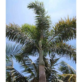 Wodyetia bifurcata (palmier queue de renard)