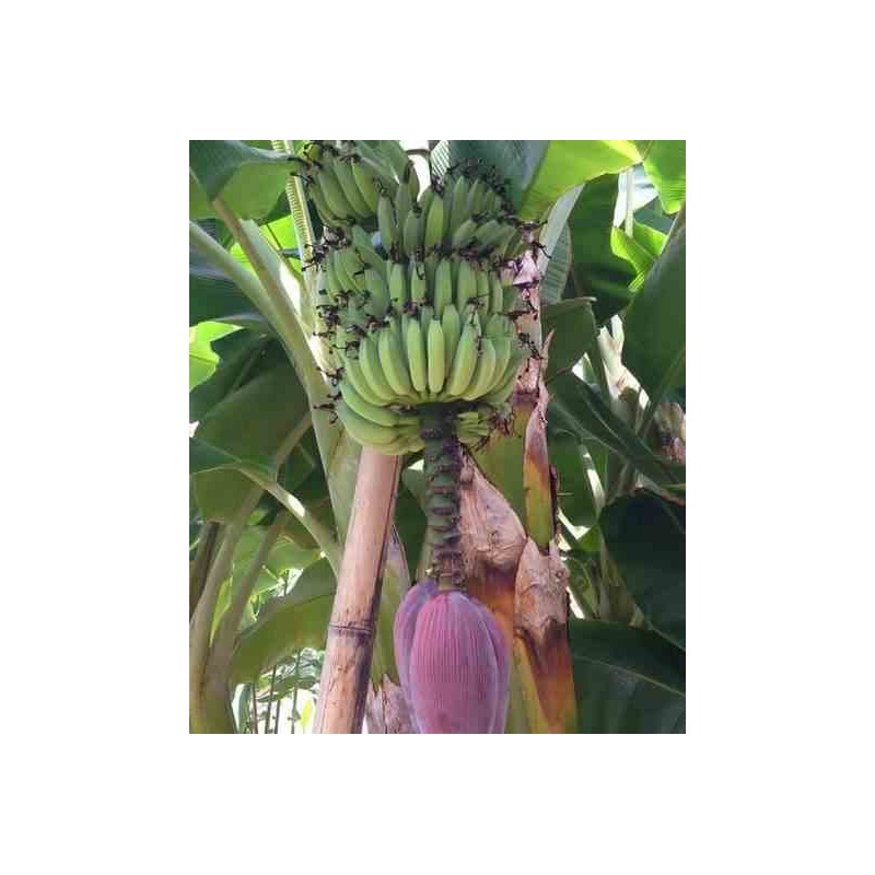 Bananier Musa acuminata cv. Super Dwarf Cavendish