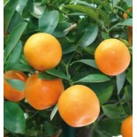 Citrus clémentine (syn. Citrus reticulata)