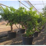 Citrus clémentine (syn. Citrus reticulata)