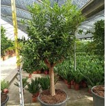 Kumquat aux agrumes (Fortunella margarita)