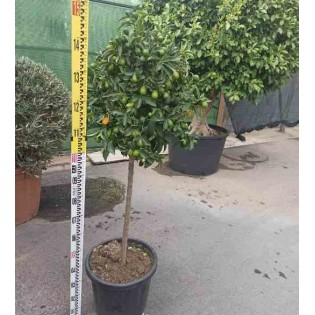 citrus kumquat (Fortunella margarita)