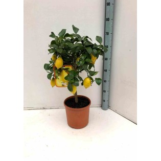 Agrumes citronnés