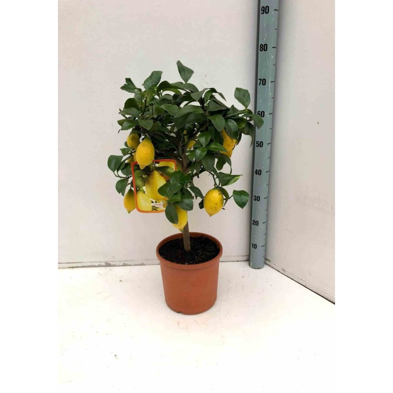 Agrumes citronnés