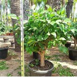 Citrus limon (citronnier)