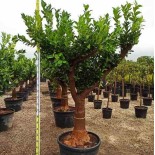 Citrus sinensis (oranger)