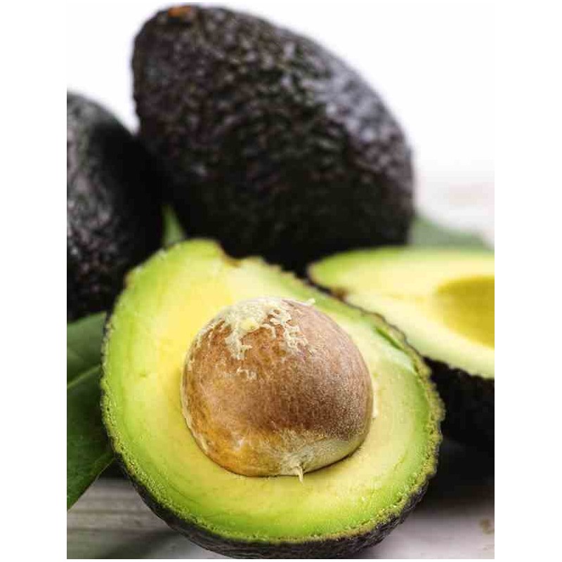 Avocatier : Persea americana var. Hass (De greffe)