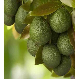 Avocatier : Persea americana var. Hass (De greffe)