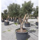 Ceratonia siliqua (caroubier) : Substitut au chocolat