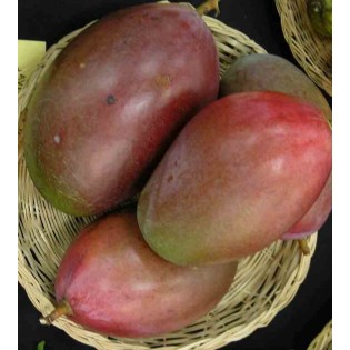 Manguier : Mangifera indica var. Osteen