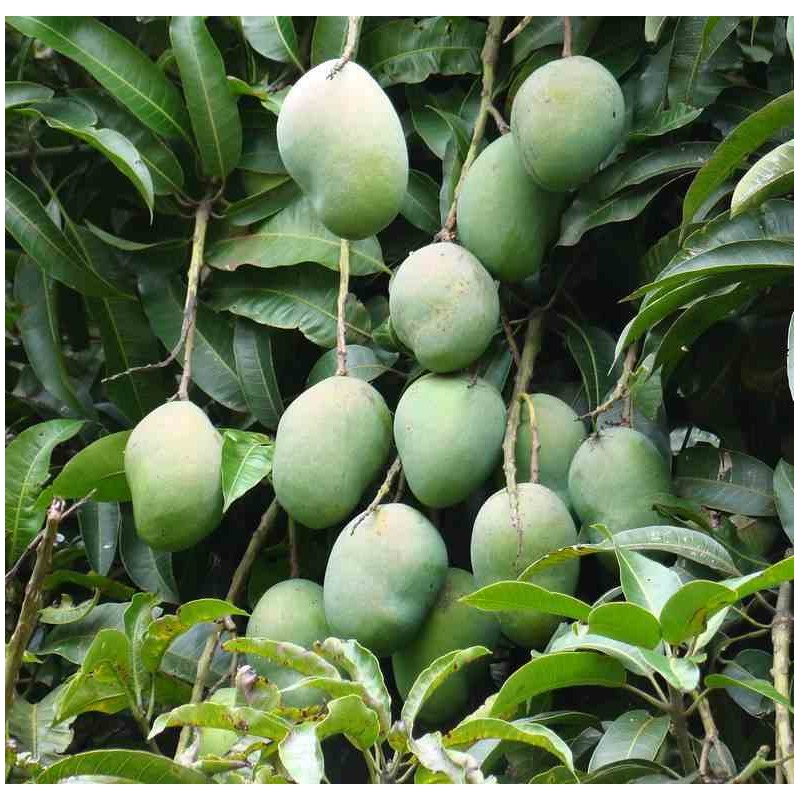 Manguier : Mangifera indica var. Osteen